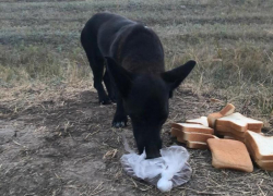 Морозовский Хатико: собака две недели ждет "потерявшегося" хозяина