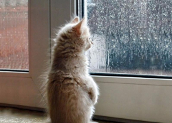 Сырую, прохладную погоду обещают морозовчанам в среду