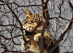 Потепление до +7 градусов ожидается в Морозовске 17 февраля