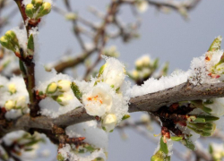 Морозовчан предупредили о возможных заморозках