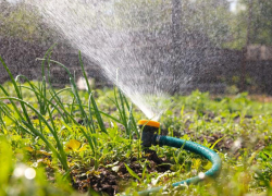 Морозовчан попросили ограничить полив растений водопроводной водой