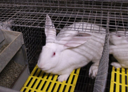 Новые ветправила для кролиководов вступят в силу в 2022 году