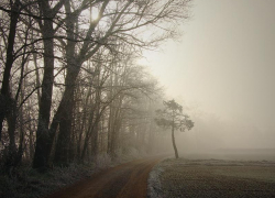 +2 градуса тепла обещают морозовчанам в четверг, 16 декабря