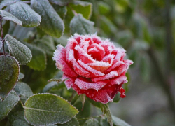 Солнечную погоду без осадков обещают морозовчанам 1 октября