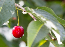 9 июля в Морозовске ожидается +30