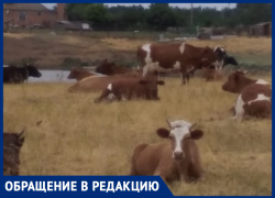 Две деревни просто убивают: жители хутора Великанов и станицы Чертковская в Морозовском районе остались без пастбищ и сенокосов