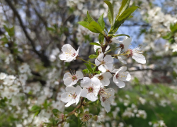 Тепло и солнечно будет в Морозовске в понедельник