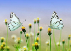 Солнечный день без осадков обещают синоптики в среду