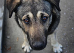 Вопрос-ответ: Когда в Морозовске будет решаться проблема с бродячими собаками?