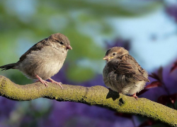 Теплый солнечный день обещают морозовчанам и в четверг