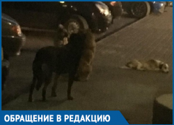 Бродячие собаки в районе Тексера кидаются на детей, - морозовчанка