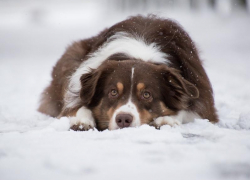 Небольшой снегопад обещают морозовчанам в воскресенье, во второй половине дня