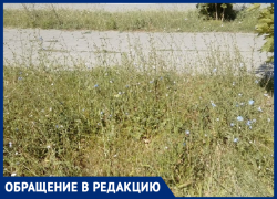 Центр города и такие заросли, - возмутилась морозовчанка