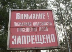 Запрет на посещение леса на Дону продлили до 20 августа