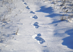 Мороз и солнце: столбик термометра опустится до -9