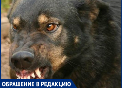 Хоть кто-то ведь должен этим заниматься, - морозовчанка о своре бездомных собак