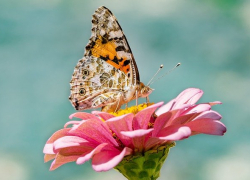 Настоящая летняя жара придет на неделю в Морозовск