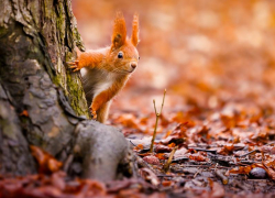 Переменную облачность и до 7 градусов тепла обещают морозовчанам в конце недели