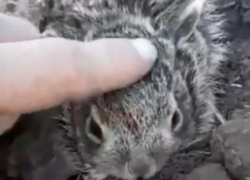 Спасение двух зайчат на пахоте в Морозовском районе сняли на видео