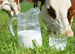 Молочная ферма на 700 голов скота начнет работать в Морозовском районе до конца года