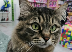 Пропала кошка Аннушка из магазина "Семья"