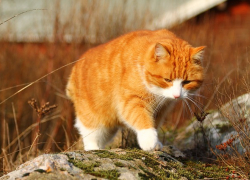 +5 будет в Морозовске 14 марта