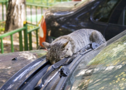 Потепление в Морозовске начнется с субботы