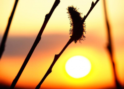 Солнечный, но прохладный день обещают морозовчанам в конце недели