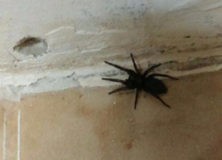 Жительница Морозовска нашла в своем доме тарантула