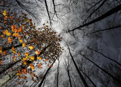 Ветрено и пасмурно будет в Морозовске во вторник, 7 декабря