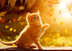 Солнечную погоду без осадков обещают морозовчанам в четверг