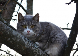 Ветрено, но тепло будет в Морозовске в пятницу, 12 февраля