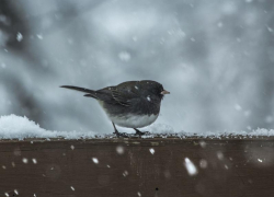 Небольшой снег обещают морозовчанам в субботу, 18 декабря
