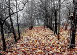 До +2 градусов днем обещают морозовчанам в пятницу