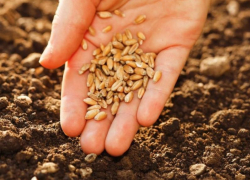 Аграрии Морозовского района приступили к посеву озимых зерновых культур 
