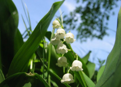 Последний день уходящей недели в Морозовске окажется солнечным и теплым