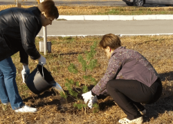 Более 550 морозовчан приняли участие в традиционном осеннем Дне древонасаждения 