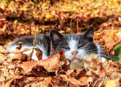 Во второй половине недели в Морозовск снова придет потепление