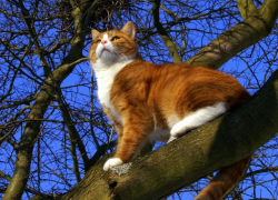 Небольшое потепление прогнозируют морозовчанам в пятницу, 26 ноября