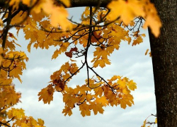 +13 и облачно будет в Морозовске 