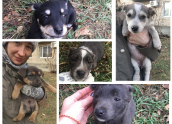 Щенков, живущих в самодельном домике, нужно спасать от приближающихся морозов