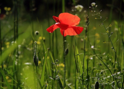 Летняя жара продолжится во вторник