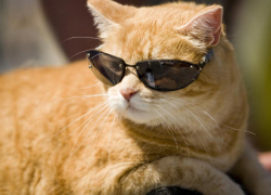 До +37 градусов в тени обещают синоптики в пятницу