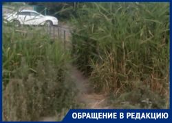 Заросшее камышами старое русло реки Быстрой возмутило морозовчан