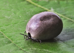 Будьте осторожны: один случай Крымской геморрагической лихорадки зафиксирован в Морозовском районе 