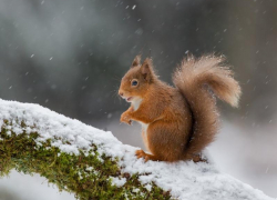 Небольшой снег ожидается в Морозовске в субботу, в первой половине дня