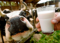 Субсидию на возмещение части затрат на поддержку собственного производства молока смогут получить жители Морозовского района