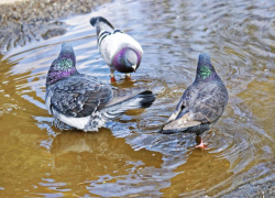 Переменная облачность и до 5 градусов тепла ожидается в Морозовске 29 января