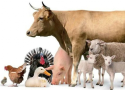 Производство мяса в Морозовском районе превысило 5 тысяч тонн