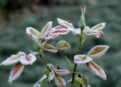 Морозовчан предупредили о возможных заморозках